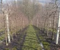 Zdjęcie z galerii